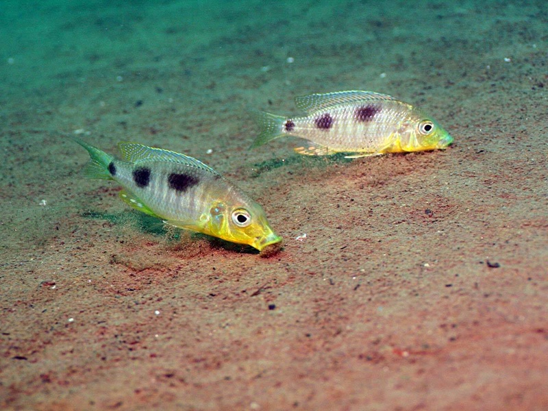 Ctenopharynx nitidus 'Malopa'